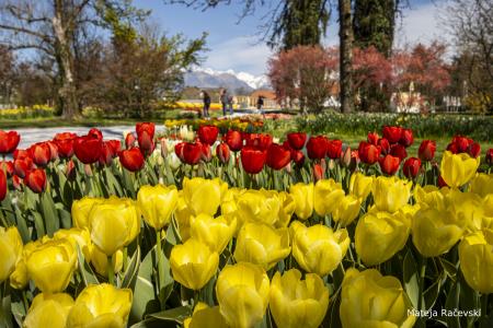 Spomladanska razstava Arboretum Volčji Potok Foto Mateja Račevski-19